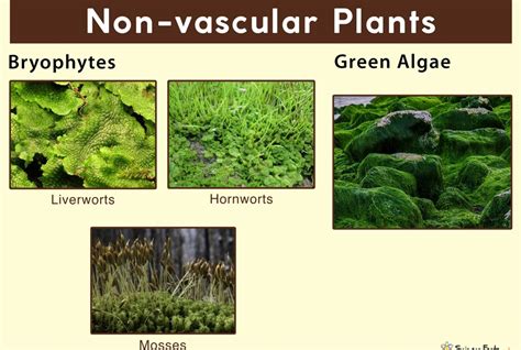 vascular plant意思